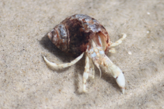 Enk-Nord_2016Borkum_Krebs