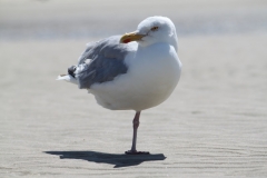 Borkum Möwe