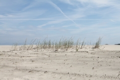 Borkum Strandhafer