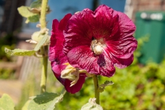 Blumenpracht in Durgerdam