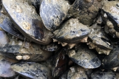 Muscheln an der Hafenwand