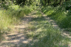 kleine Wälder gibt es auch